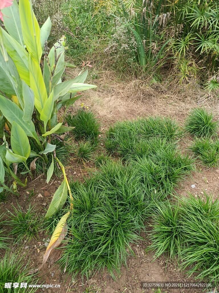 田间嫩绿植物生机盎然