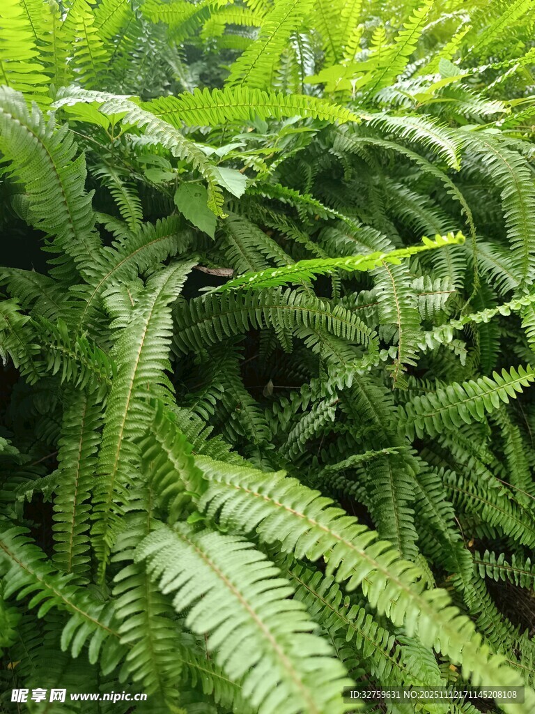 翠绿蕨类植物特写
