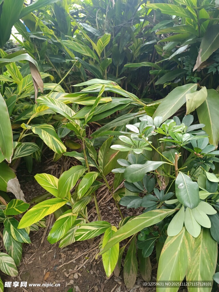 繁茂绿植景观