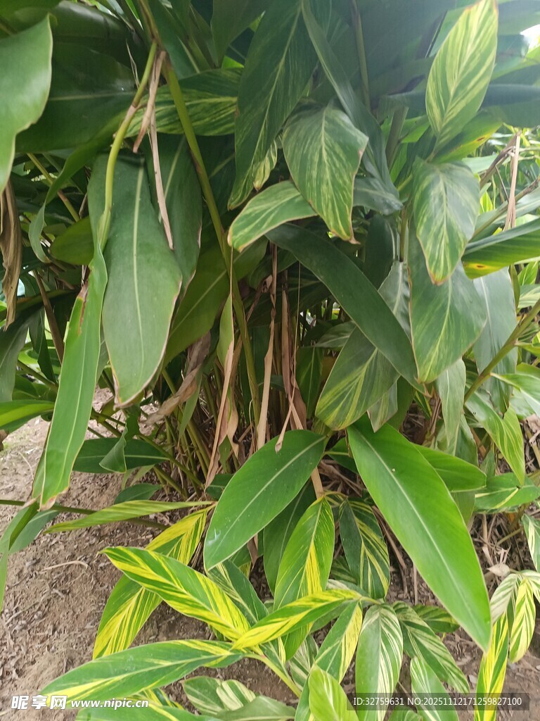 繁茂绿植下的生机景象