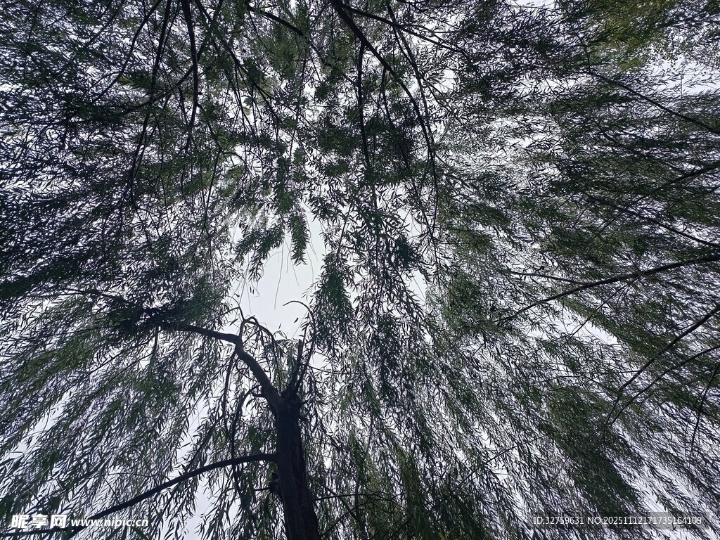 冬日森林树梢雪景俯瞰