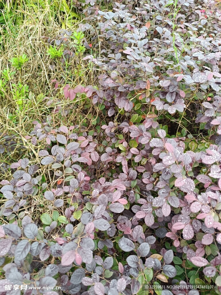 紫色叶片植物特写