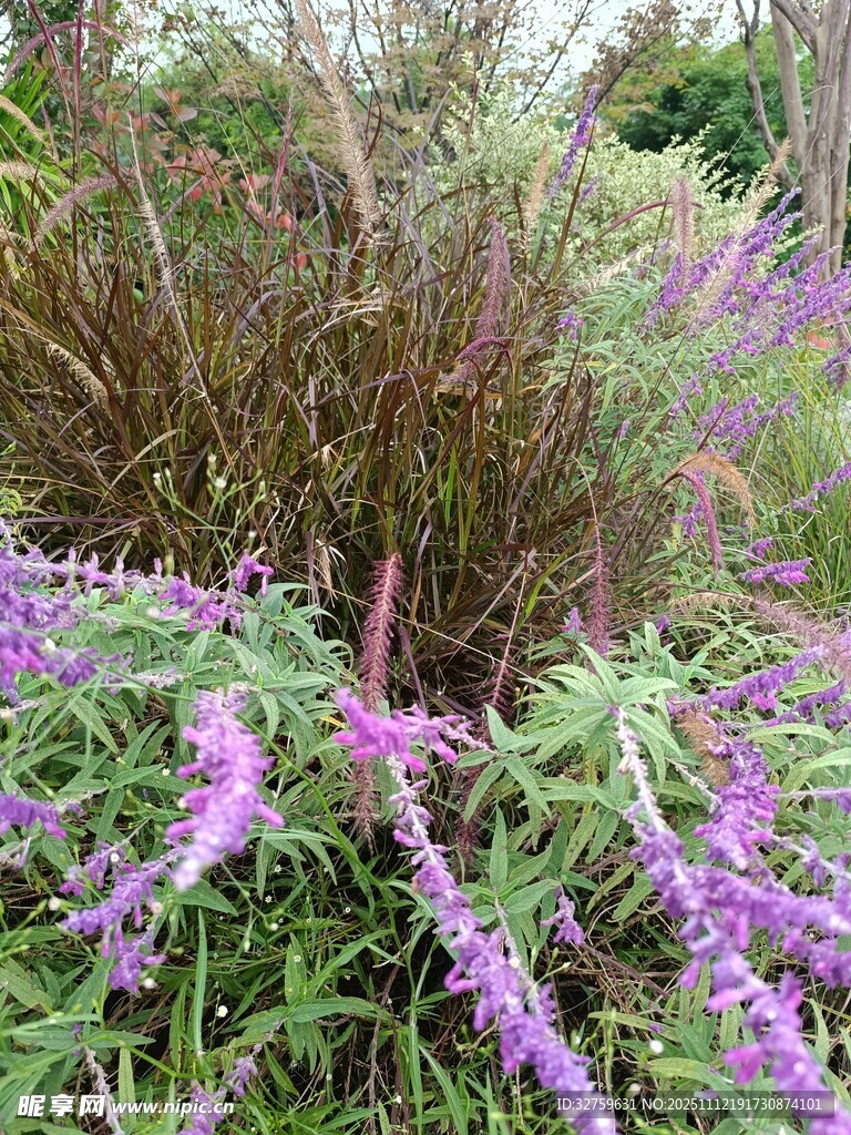 紫色花卉丛中的自然美景