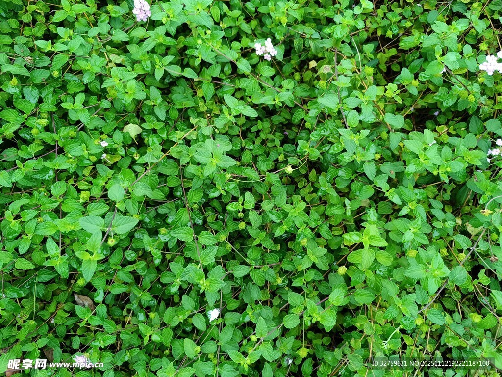 翠绿繁茂的植物墙