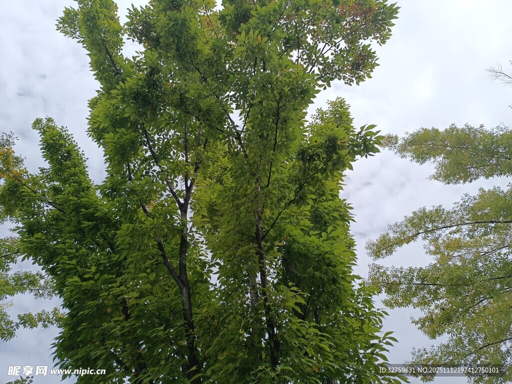 翠绿树木与天空交相辉映