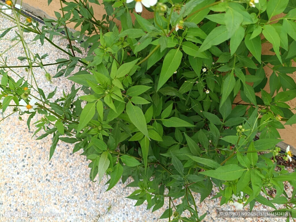 绿叶繁茂的清新植物