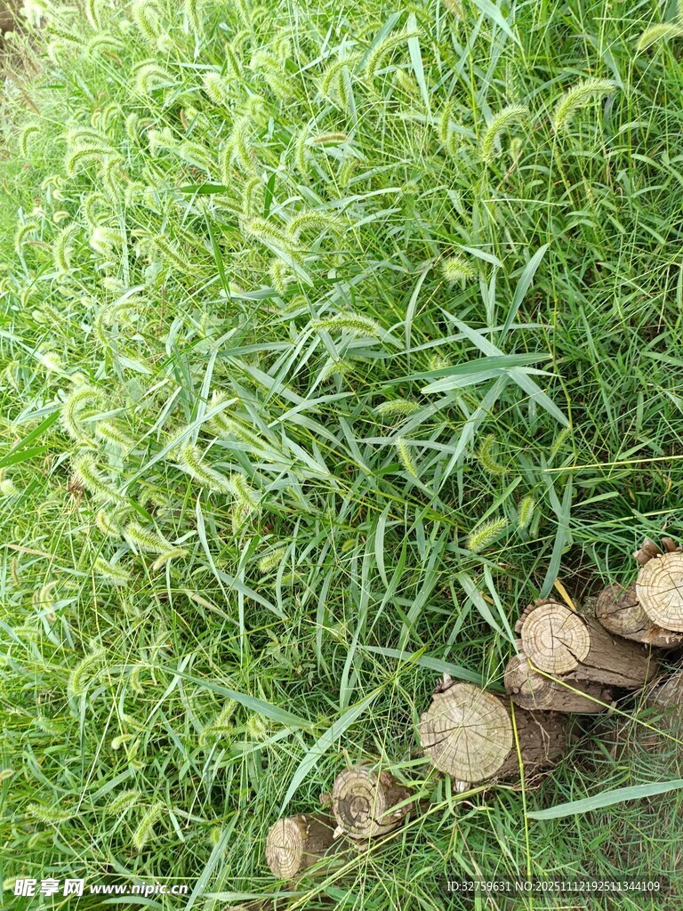 草地上的树桩切片