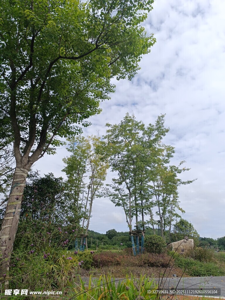 乡村路旁绿树风景