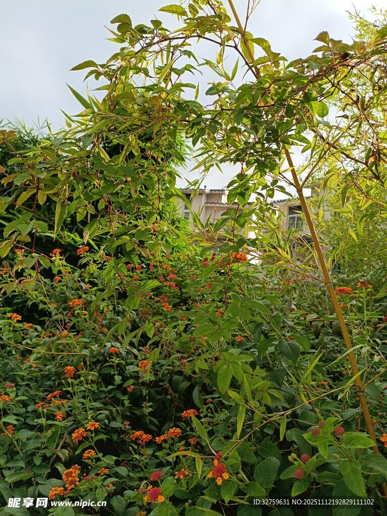 繁茂绿植景观