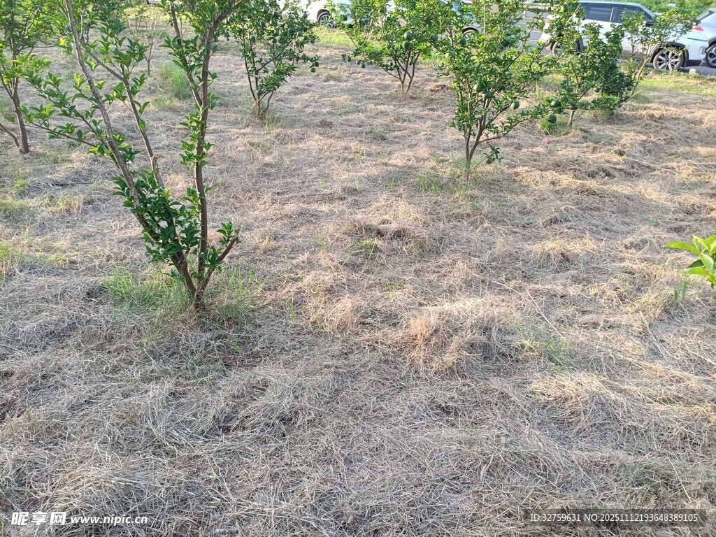 果园土地与果树景象