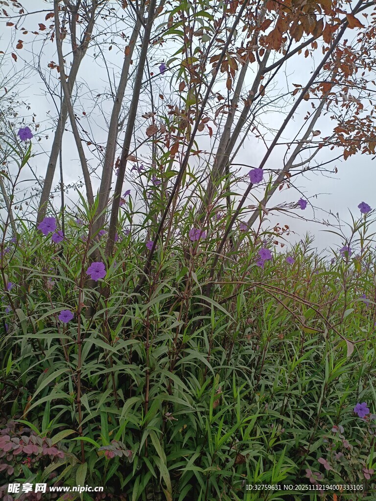 野外紫色花卉与绿植景观