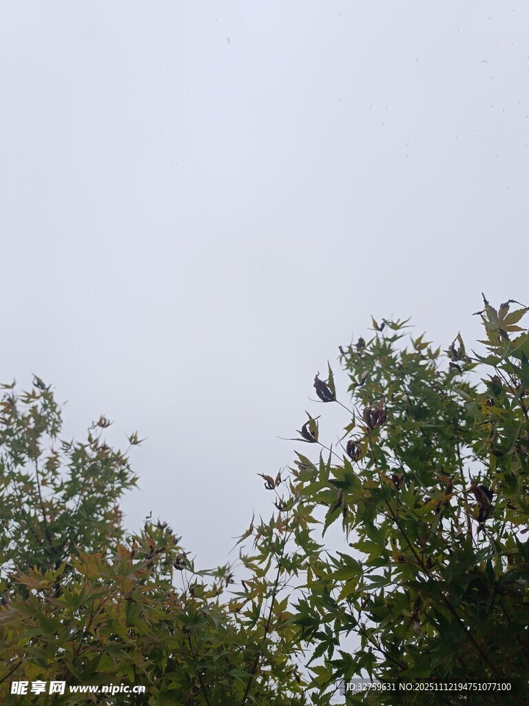 树梢上的天空与枝叶