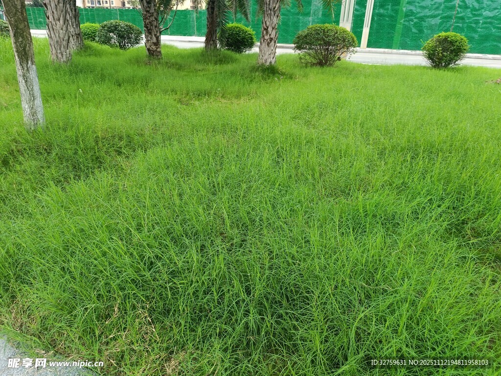 翠绿草坪 