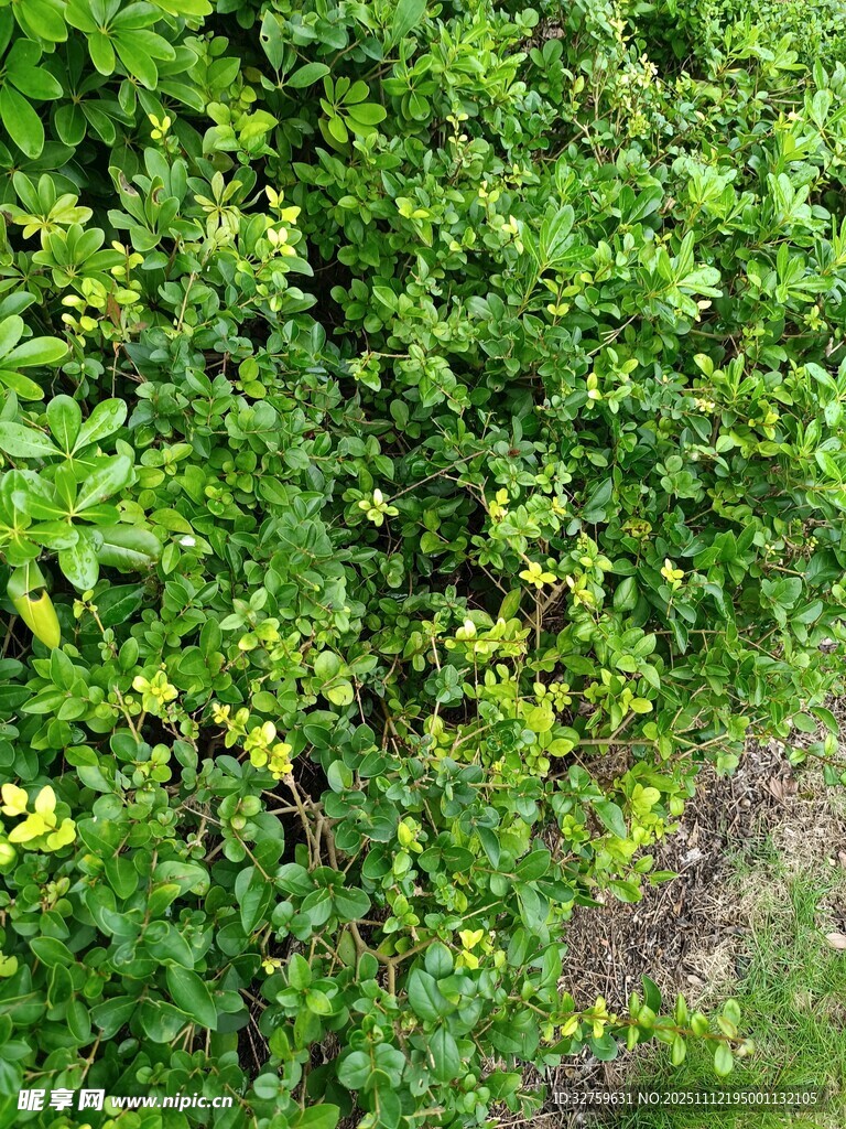 繁茂绿植景观