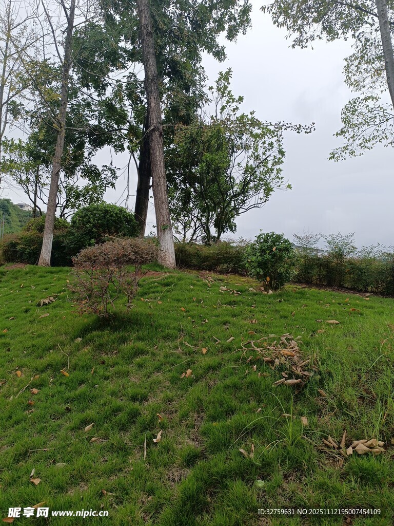 户外绿意盎然的草地景观