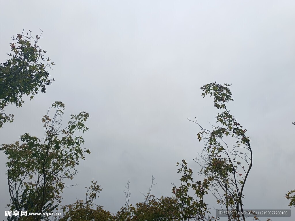 风中摇曳的树木