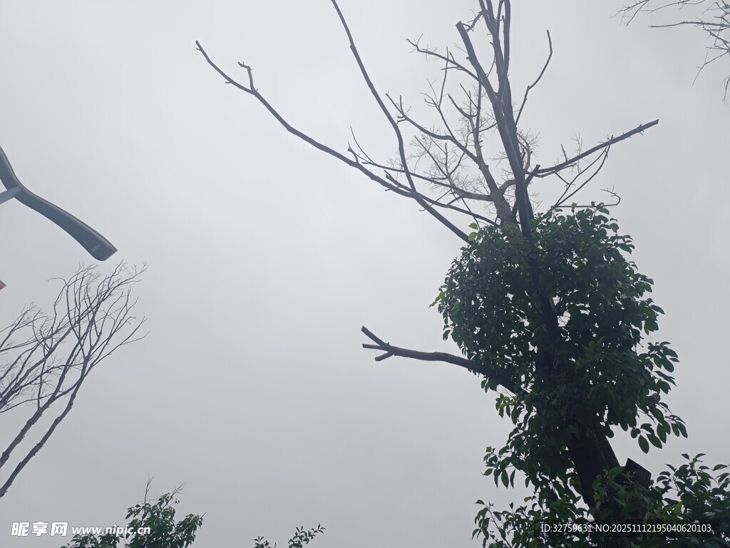 枯树与绿树对比景象