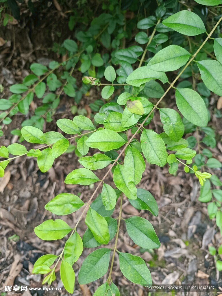 翠绿枝叶展现自然生机