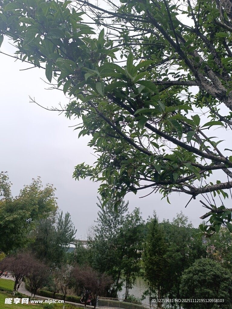 绿树成荫的户外景致