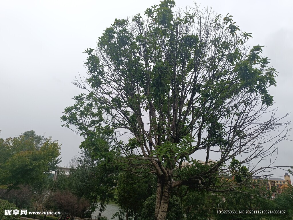 雨中挺立的繁茂大树