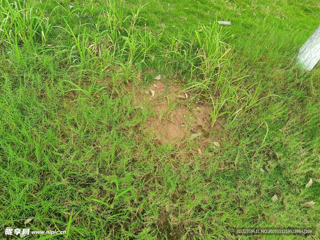 草地上的泥土斑块