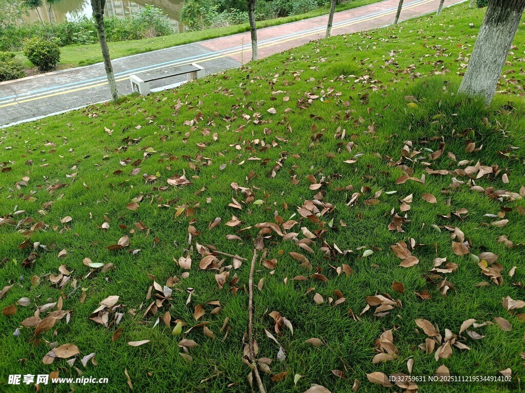 秋日草地落叶景象