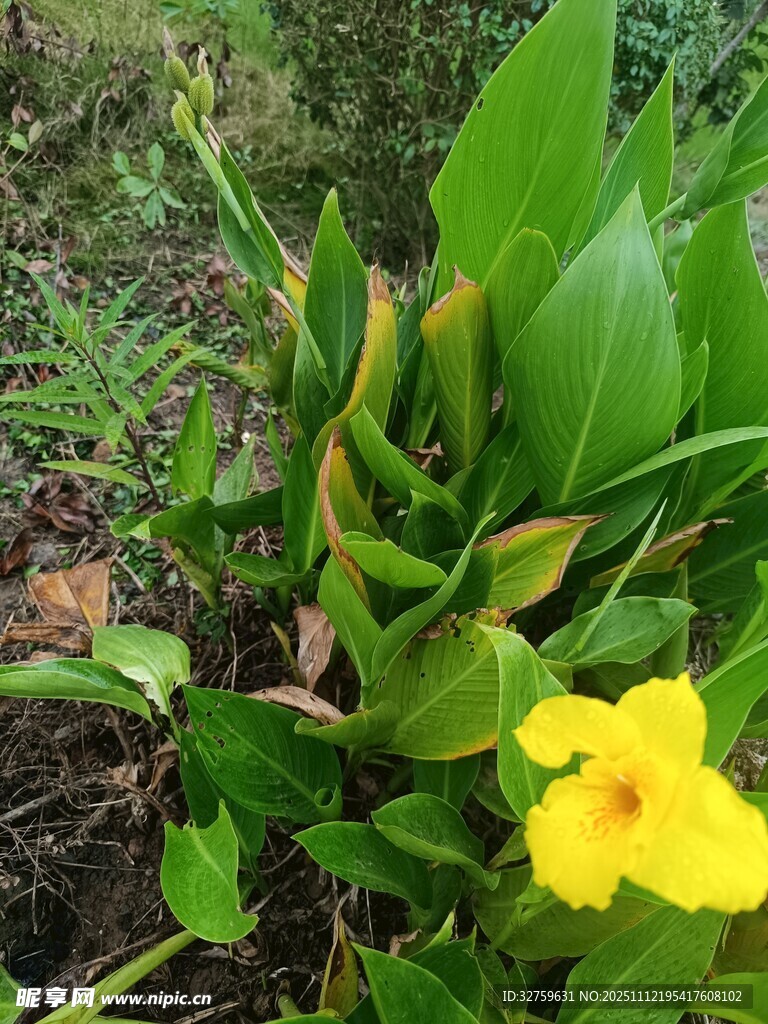 绿叶丛中一朵明艳小黄花