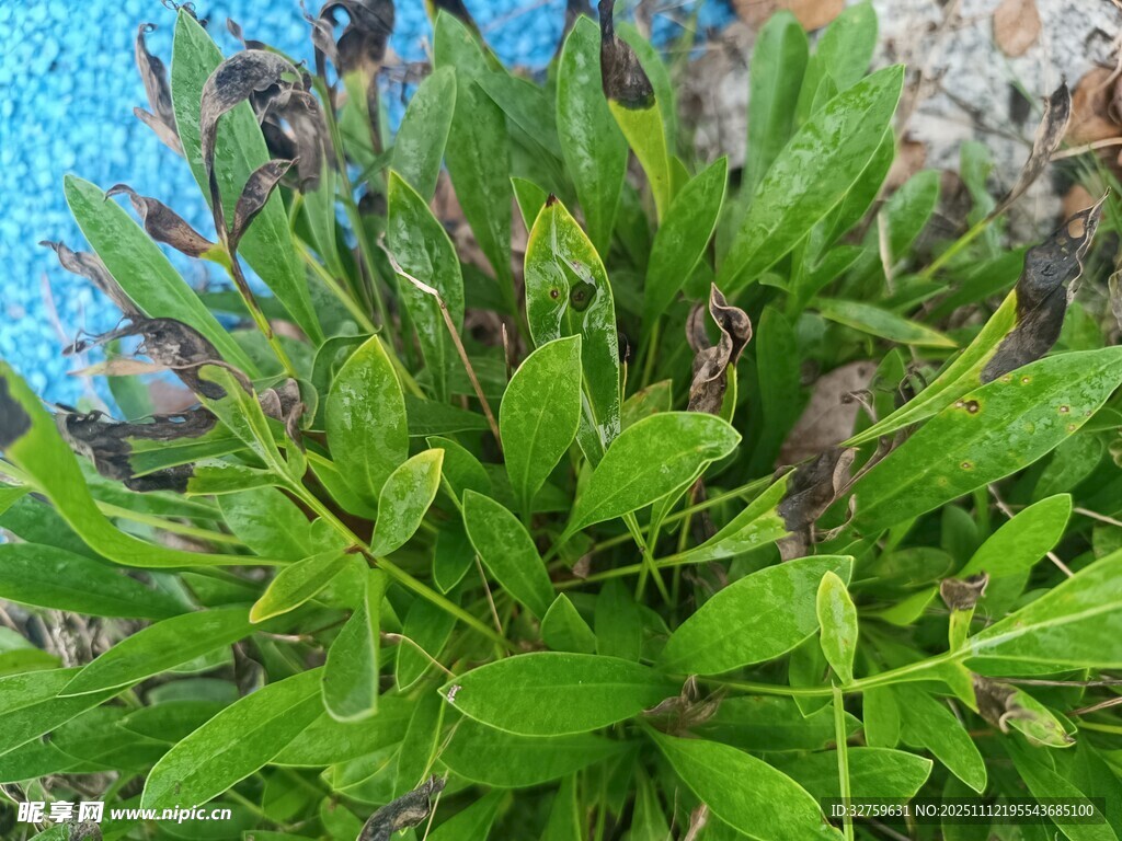 翠绿繁茂的水生植物