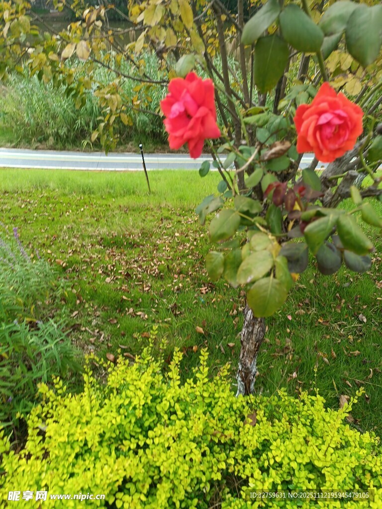 花园中娇艳的红玫瑰