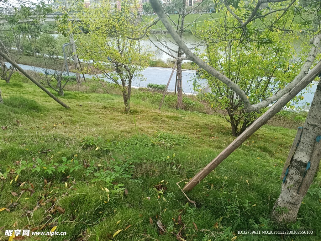 果园绿意盎然的果树景观