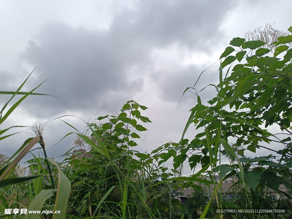 阴天中的繁茂绿植