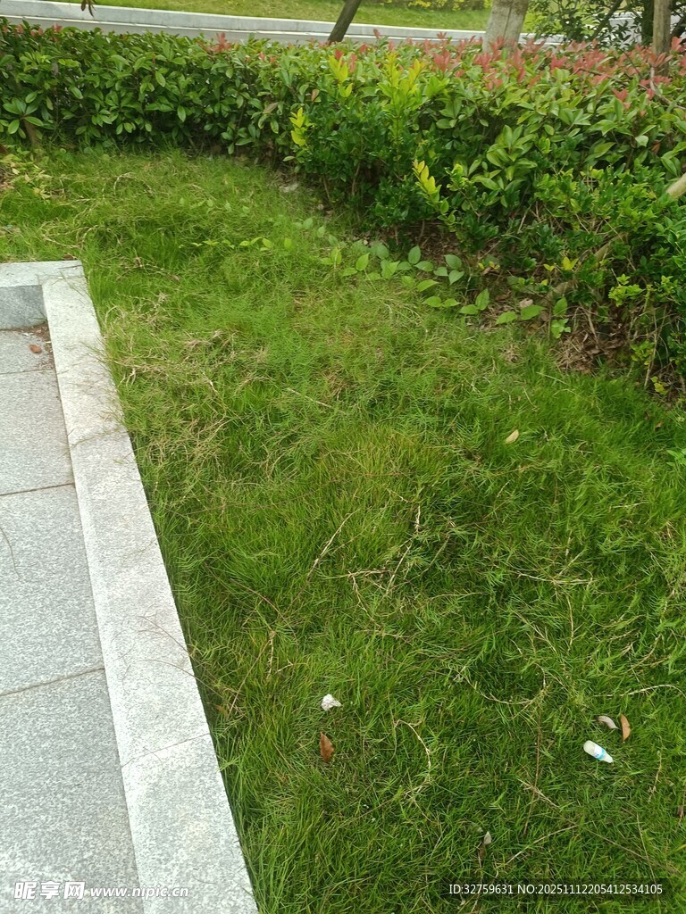 路边翠绿草坪景观