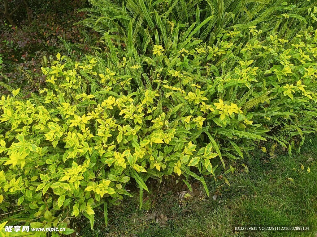 嫩绿繁茂的丛生植物