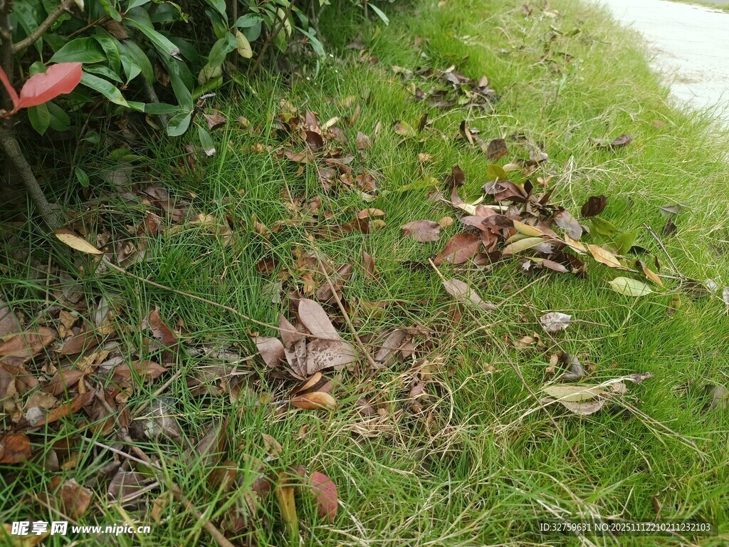 草地上的落叶与绿植