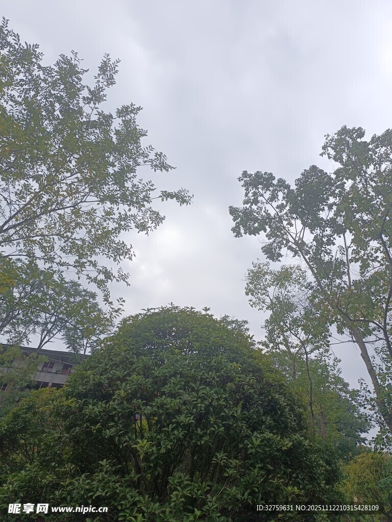 户外茂密树林景观