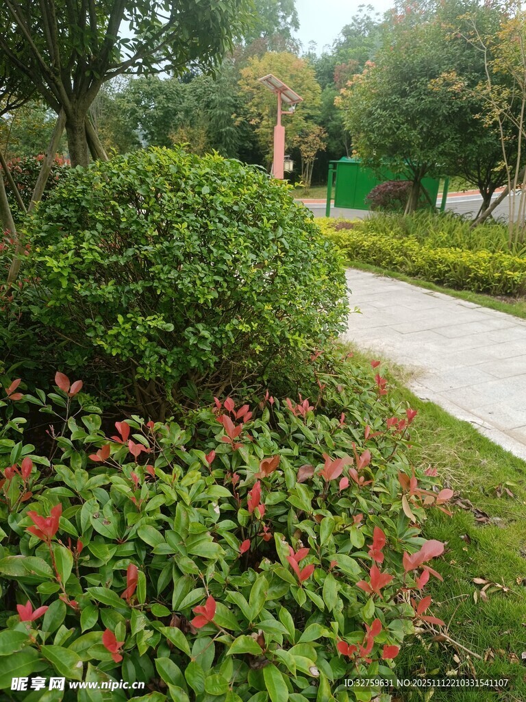 花园小径旁的繁茂绿植