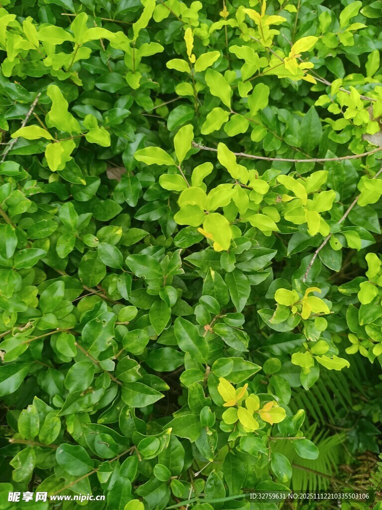 翠绿繁茂的叶片植物