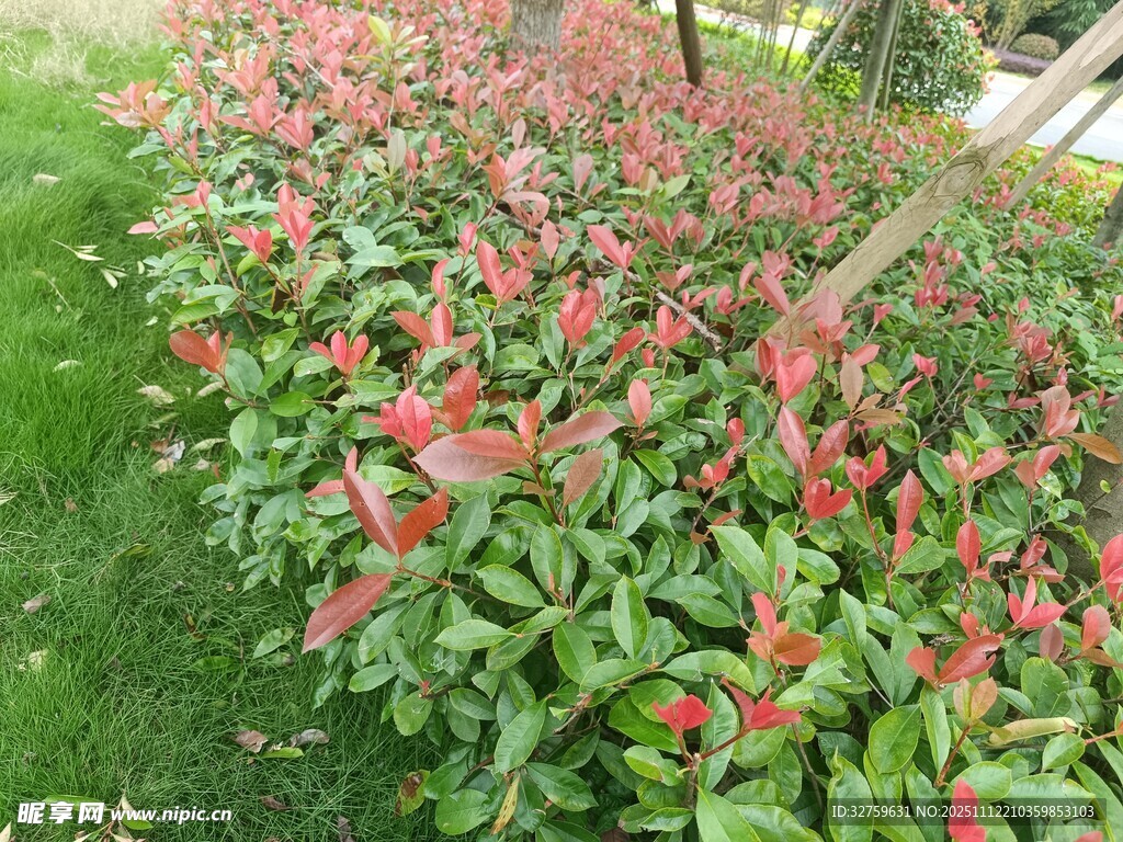 鲜艳多彩的红绿相间植物