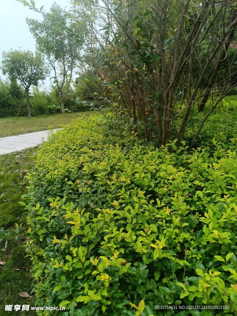 绿意盎然的路边灌木丛