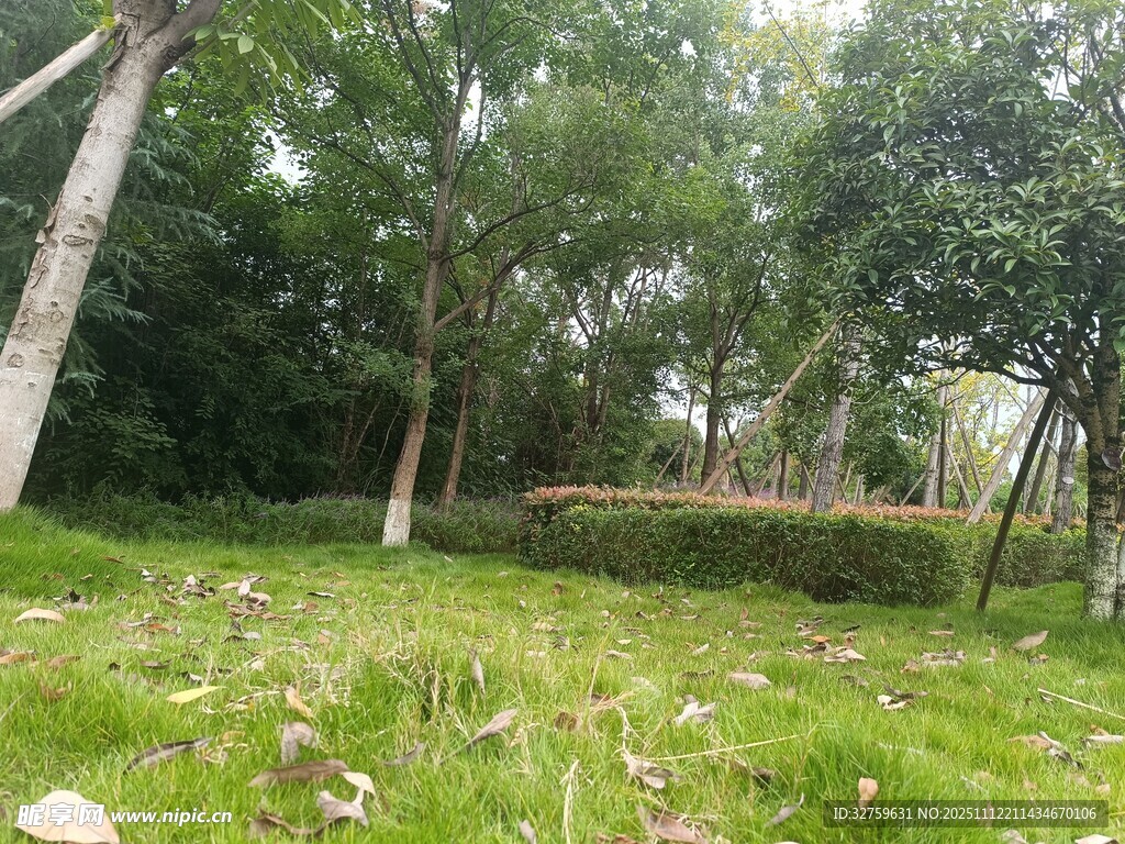 绿意盎然的林间草地