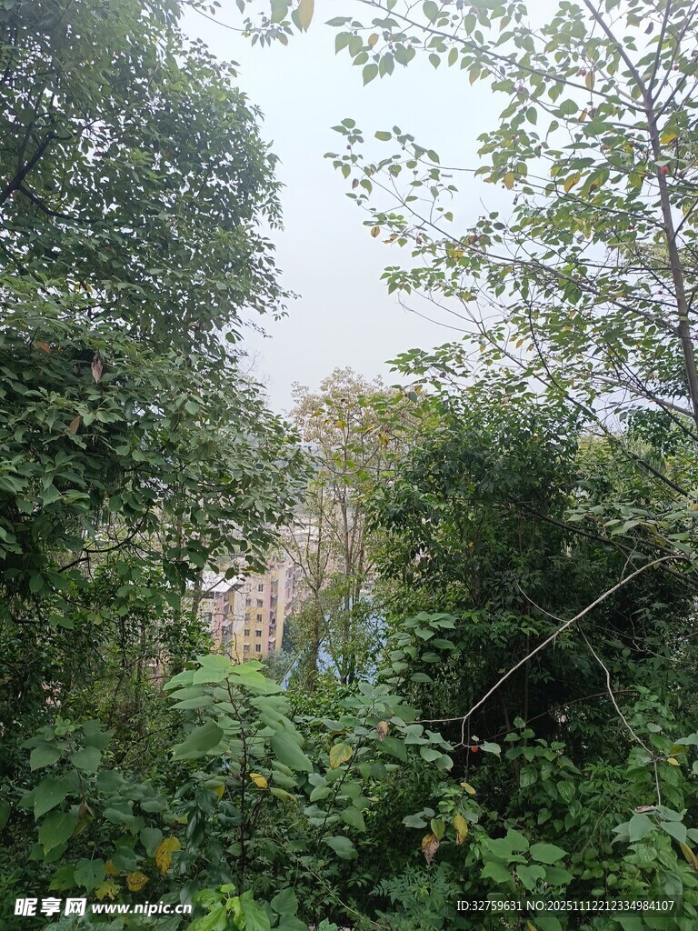 林间繁茂绿植景观