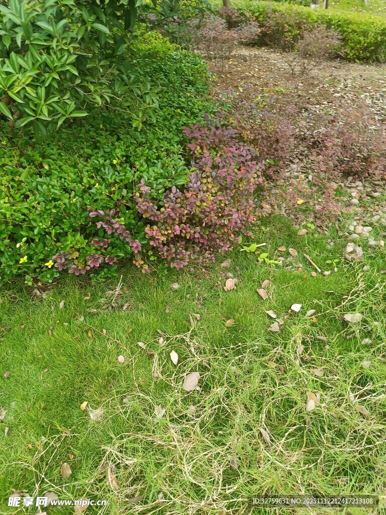 绿意盎然的户外草地景观