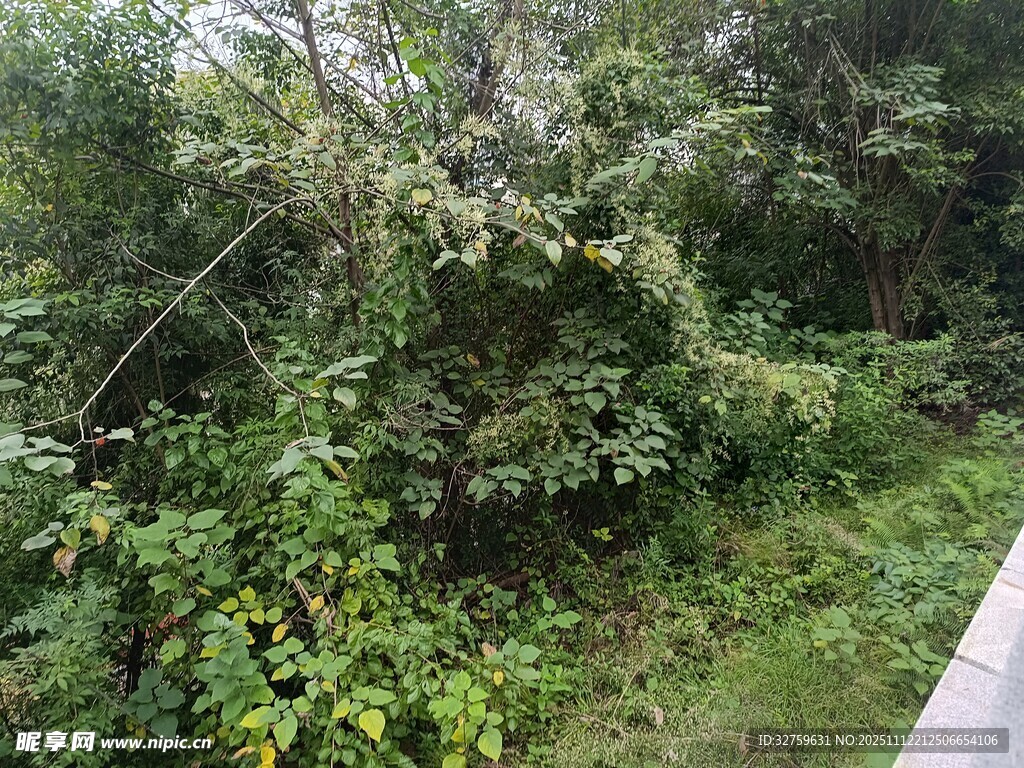 路边繁茂绿植景观