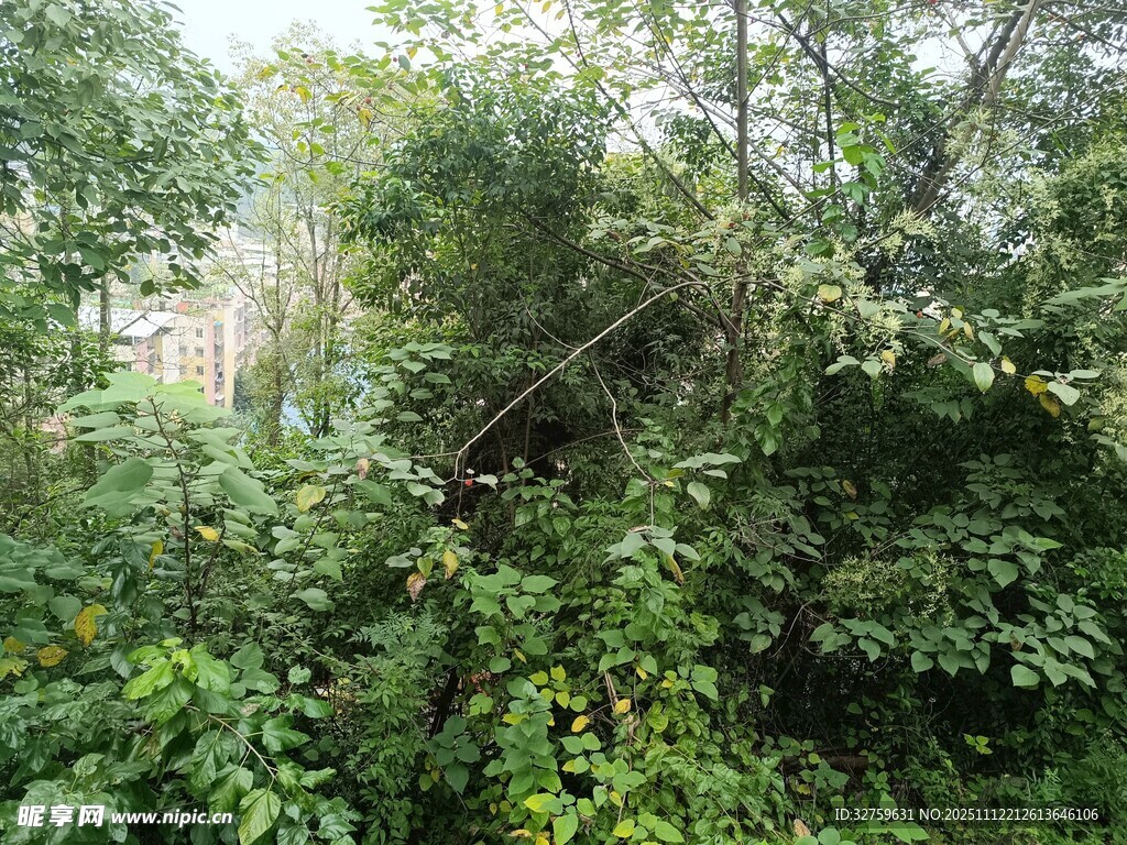 繁茂树林中的绿植景观