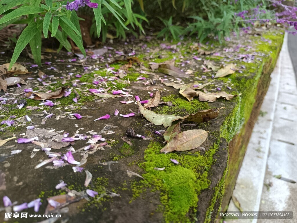 墙边落花与青苔景致