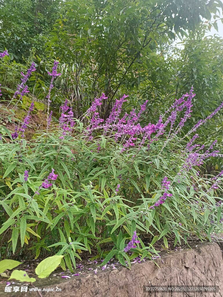 花园中绽放的紫色花卉