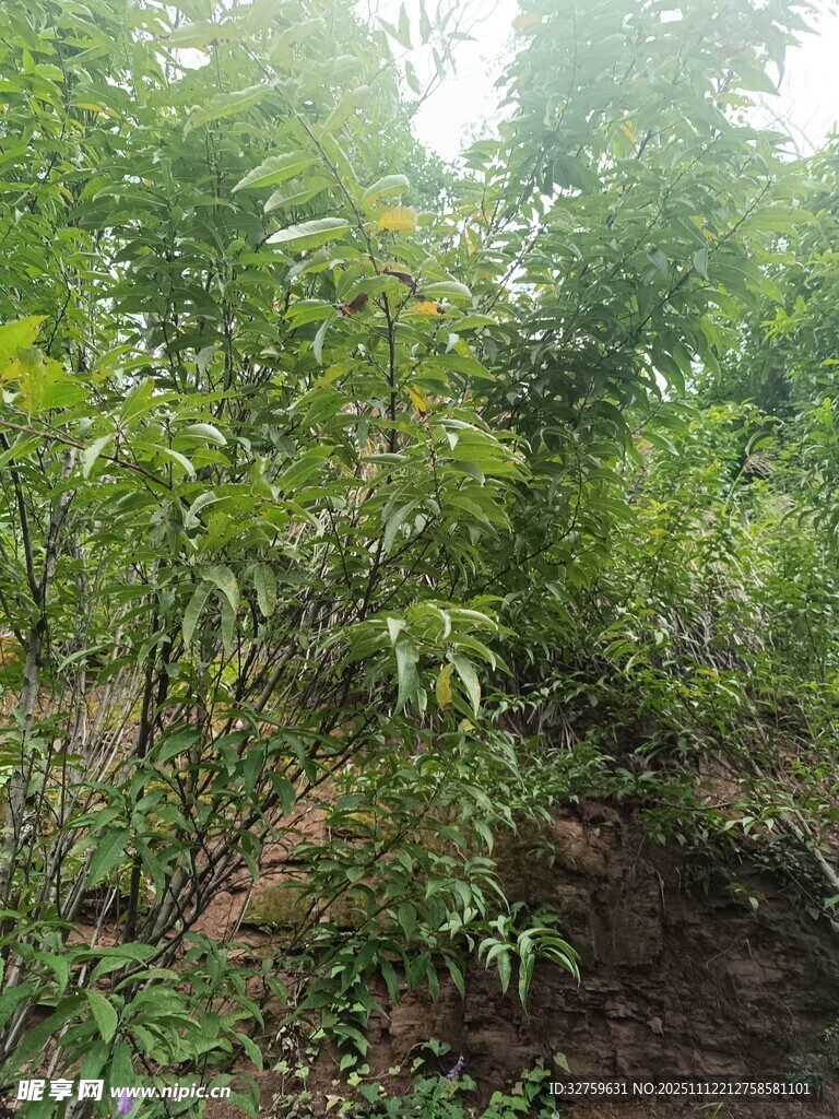 茂密林间绿植景象