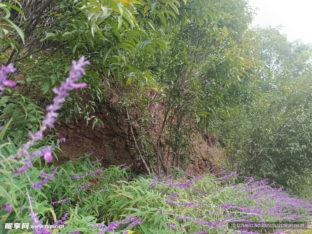 山间紫色野花与葱郁植被