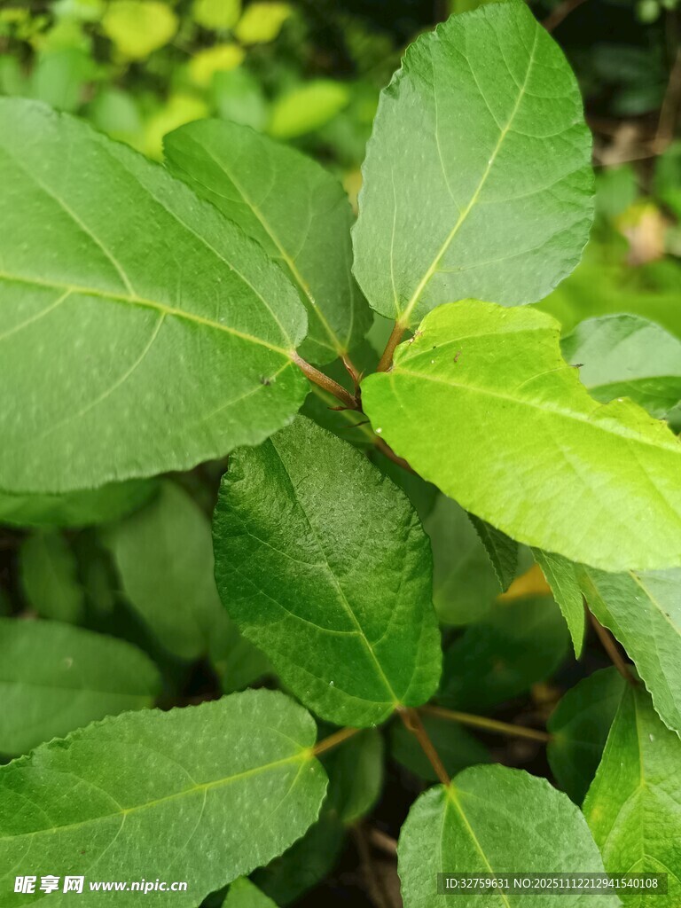 翠绿叶片植物特写