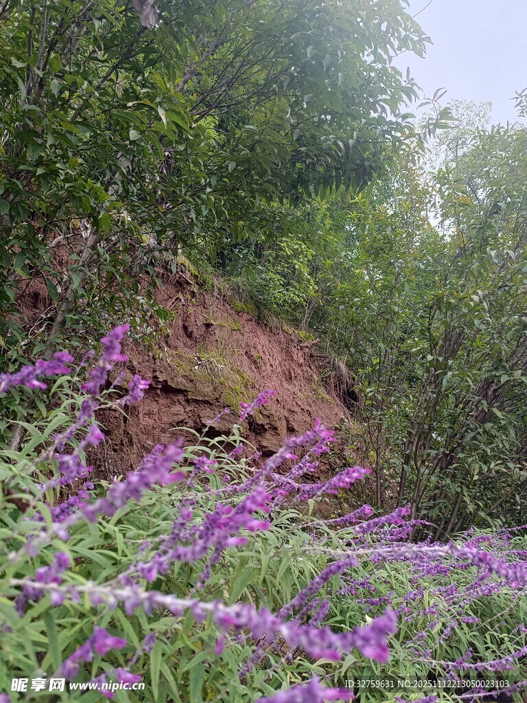 山间紫花伴古老石墙